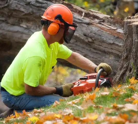 tree services Potomac Park